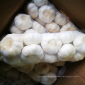 Chinese normal garlic for sale white fresh garlic price shandong garlic for sale